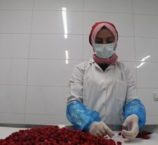 Çankırı'da dondurularak kurutulan sebze ve meyveler 6 ülkeye gönderiliyor