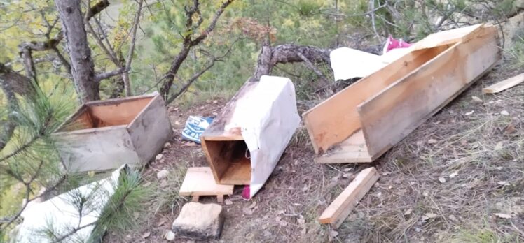 Kastamonu'da köye inen ayılar arı kovanlarına zarar verdi