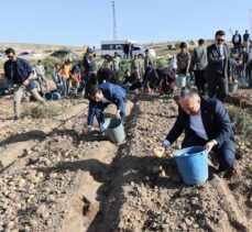Nevşehir Valisi Ali Fidan, patates hasadında işçilerle “kova attı”