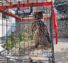 Amasya'da tedavisi tamamlanan puhu doğaya bırakıldı
