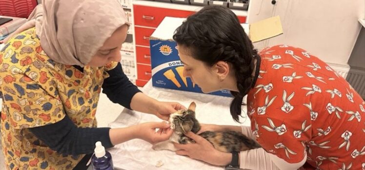 Avanos'ta Kanadalı turist yolda gördüğü yaralı kediyi tedavi ettirdi