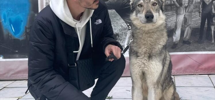“Başakşehir'deki aç kurtlar” gerçekte Çekoslovak kurt köpeği çıktı