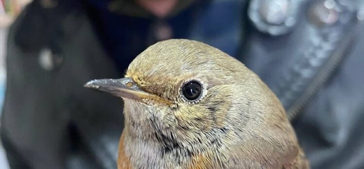 Erzurum'da yaralı bulunan kızılkuyruk kuşu tedavisinin ardından doğaya bırakıldı