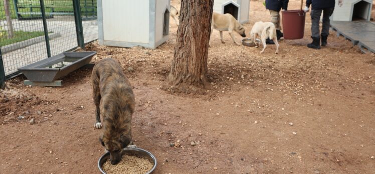 Gaziantep'te yemek atıkları sahipsiz kedi ve köpekler için mamaya dönüşüyor