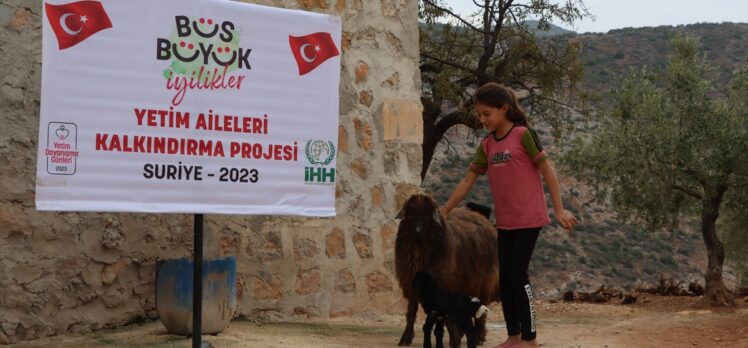 İHH ve Merhamet Derneğinden, Suriye'deki yetimlerin ailelerine küçükbaş hayvan desteği
