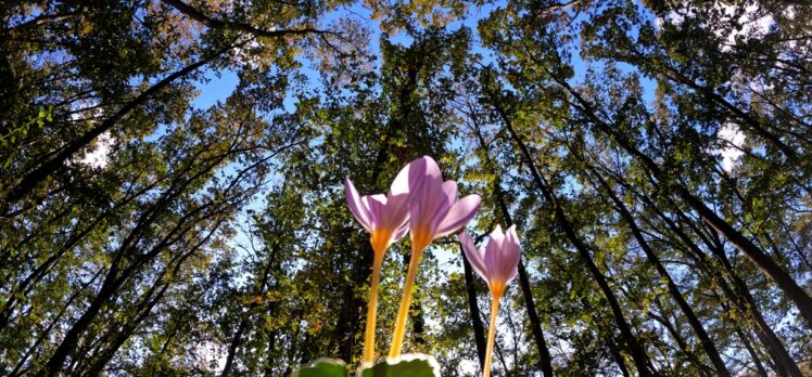 Kırklareli'ndeki Longoz Ormanlarında sonbahar renkleri hakim oldu