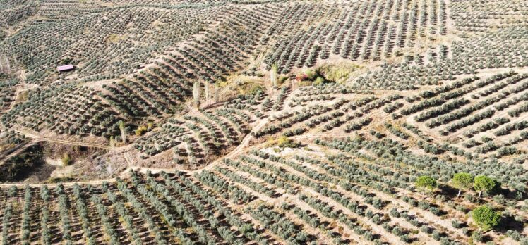 Muğla'da 600 dönümlük zeytin bahçesinde hasat yapıldı