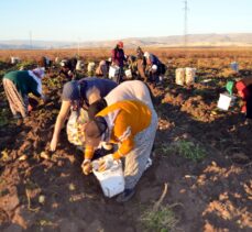 Muş'ta kadınlar patates tarlalarında hasat mesaisi yapıyor