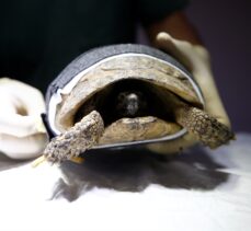 Nesli tehlike altındaki yılan kartalı Antalya'da tedavi edildi