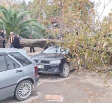 Samsun'da şiddetli rüzgarın devirdiği ağaç otomobillere zarar verdi