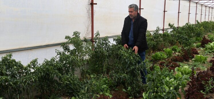 Sivas'ta bozkırın ortasına sera kuran girişimci 40 ton domates hasat etti