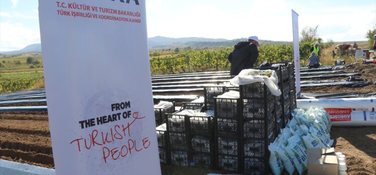 TİKA'dan Kuzey Makedonya'daki çilek yetiştiricilerine destek