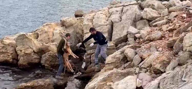 Bodrum'da denize düşen köpek kurtarıldı