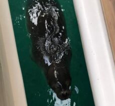 Datça'da marinada Akdeniz foku görüldü