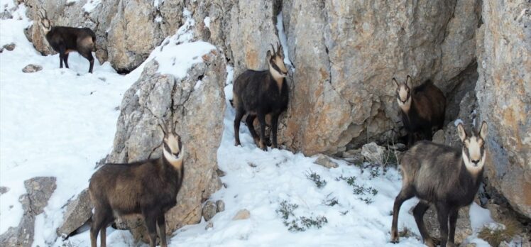 Erzincan'da karlı arazide yiyecek arayan çengel boynuzlu dağ keçileri görüntülendi