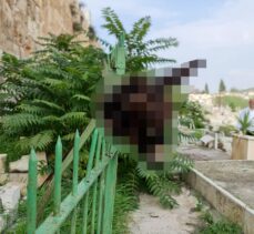 Fanatik bir Yahudi, Mescid-i Aksa yakınındaki Müslüman mezarlığına eşek başı astı