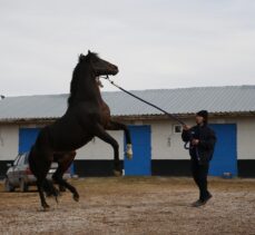 Gazi Koşusu'nu kazanan yarış atı Divine Heart, damızlık olarak kullanılıyor