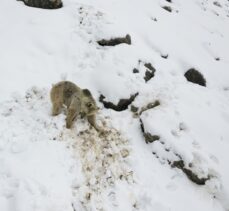 Karla kaplı Munzur Dağları’nda yiyecek arayan bozayı görüntülendi