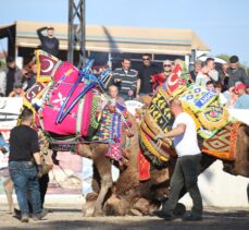 Şampiyon develer Çanakkale'de arenaya çıktı