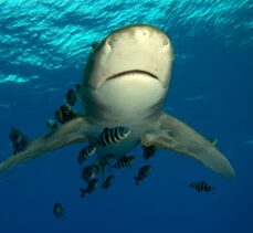 AA, Kızıldeniz'de köpekbalıklarını görüntüledi