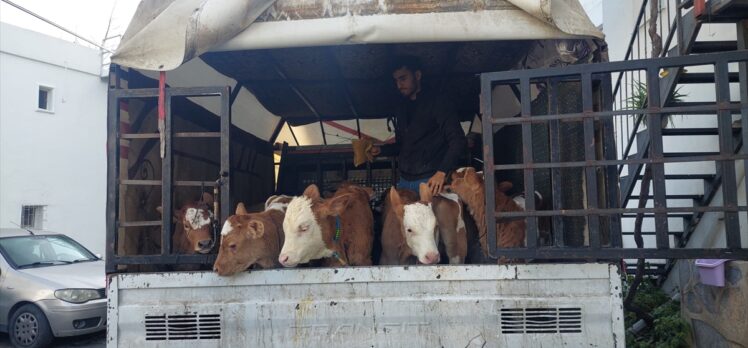 Bodrum'da satıcıları darbedip hayvanlarını aldığı öne sürülen 7 kişi yakalandı