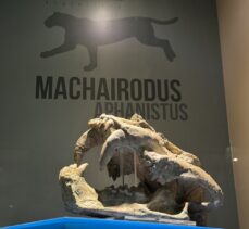 Çankırı Müzesi'nde 8,5 milyon yıllık fosiller sergileniyor