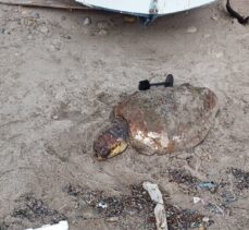 Datça'da sahilde yaralı caretta caretta bulundu