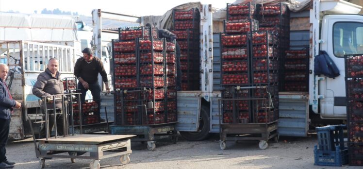 Siirt'te hasadı yapılan Zivzik narının satışına başlandı