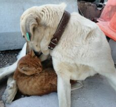 İnşaat işçilerinin tedavi ettirdiği köpekle ormanda buldukları kedi arkadaşlık yapıyor