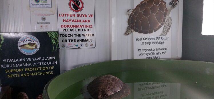 Muğla'da hayalet ağa dolanarak yaralanan yavru kaplumbağa tedavi ediliyor