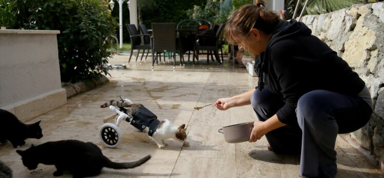 Muğla'da sokakta bulunan felçli kedi yürüteç sayesinde özgürlüğüne kavuştu