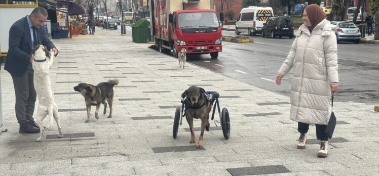 Otomobilin çarpması sonucu felç kalan köpek, hayvanseverlerin aldığı yürüteçle gezmeye başladı