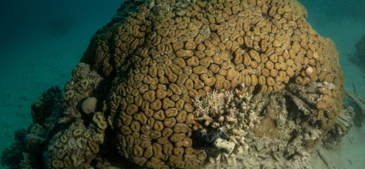 AA, Kızıldeniz'de mercanları görüntüledi