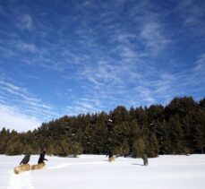 Ardahan ve Kars'ta yaban hayvanları için doğaya yem bırakıldı