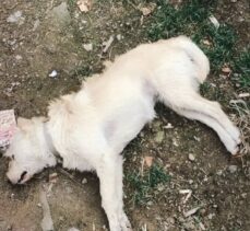 Çanakkale’de zehirlendiği belirlenen 14 köpek telef oldu