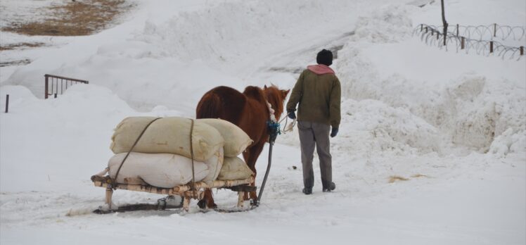 Muş'ta karla kaplı köylerde besiciler hayvanlarına kızakla ot taşıyor