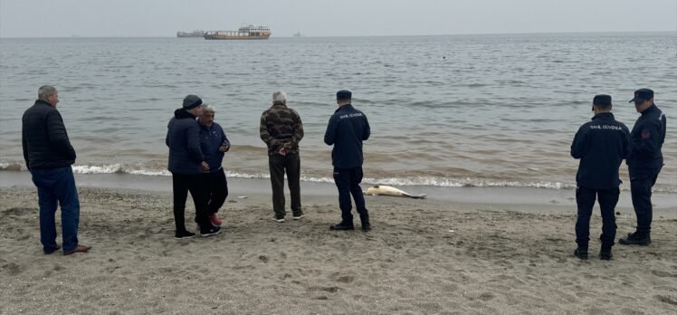 Tekirdağ'da kıyıya vurmuş ölü yunus bulundu
