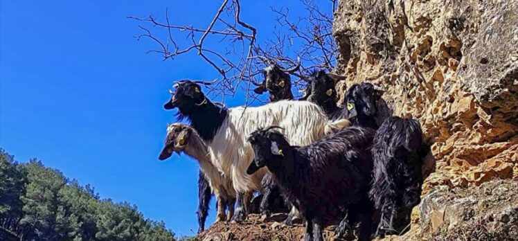 Uşak'ta kayalıklarda mahsur kalan 8 keçi kurtarıldı