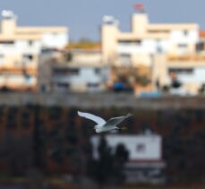 Gaziantep'te “renkli kuşlar” görüntülendi