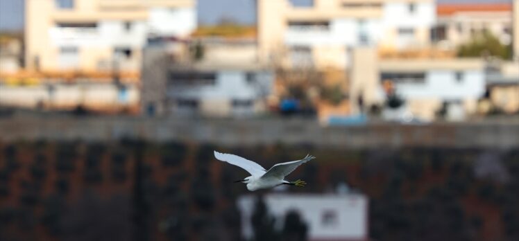 Gaziantep'te “renkli kuşlar” görüntülendi