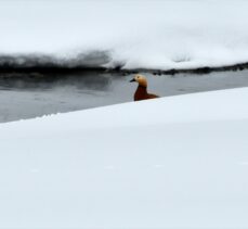 Kars'ta angutlar karla kaplı sulak alanlarda yiyecek arayışında görüntülendi