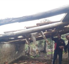 Manisa'da ahırın çatısında mahsur kalan ineği itfaiye ekipleri kurtardı
