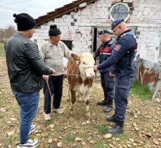 Sinop'ta yaşlı adamın çalınan ineği jandarma ekiplerince Kastamonu'na bulundu