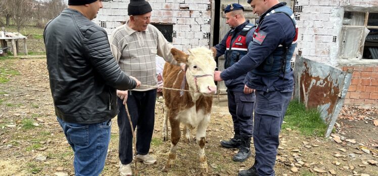 Sinop'ta yaşlı adamın çalınan ineği jandarma ekiplerince Kastamonu'na bulundu