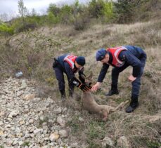 Amasya'da yaralı karaca koruma altına alındı