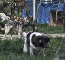 Ankara'da Yaylabağ Mahallesi sakinleri köpeklerden şikayetçi