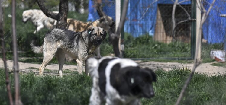 Ankara'da Yaylabağ Mahallesi sakinleri köpeklerden şikayetçi