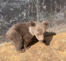 Bursa'da ormanlık alanda bulunan ayı yavrusu bakımı yapılarak doğaya bırakıldı