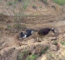 Düzce'de çamurda mahsur kalan 3 inek iş makinesiyle kurtarıldı