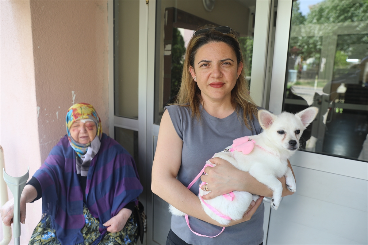 Edirne'de sahipsiz köpeklerden kaçarken düşen yaşlı kadın yaralandı